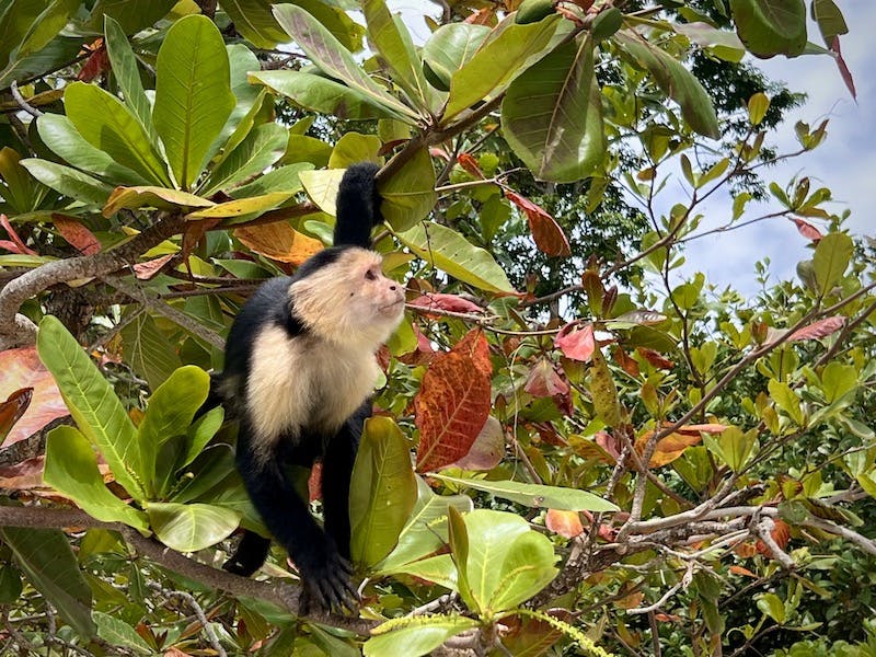 Capuchin monkey in Cahuita National Park