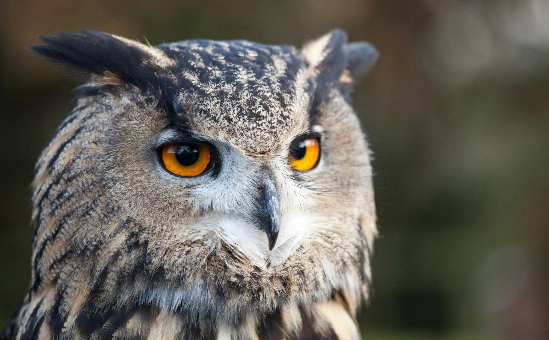 Owl. Photo by Roger Bradshaw on Unsplash