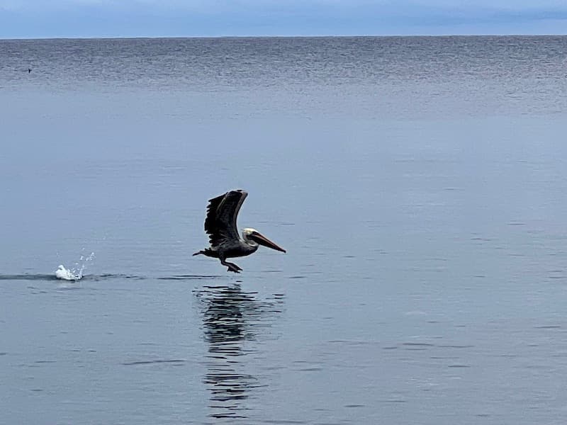 Pelican in the beach of Puerto Viejo