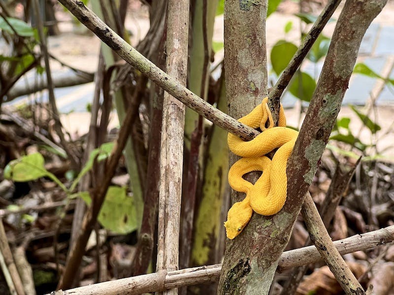 Snake in Cahuita National Park