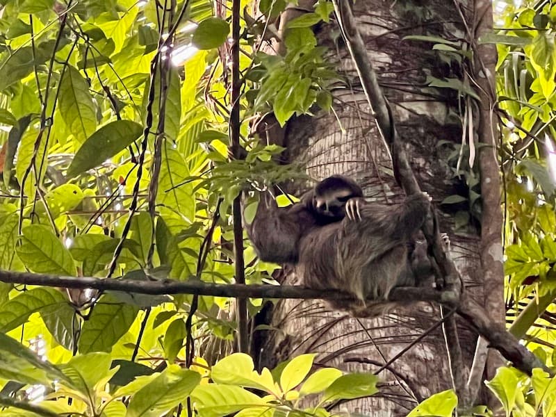 3-toed sloth in Playa Chiquita